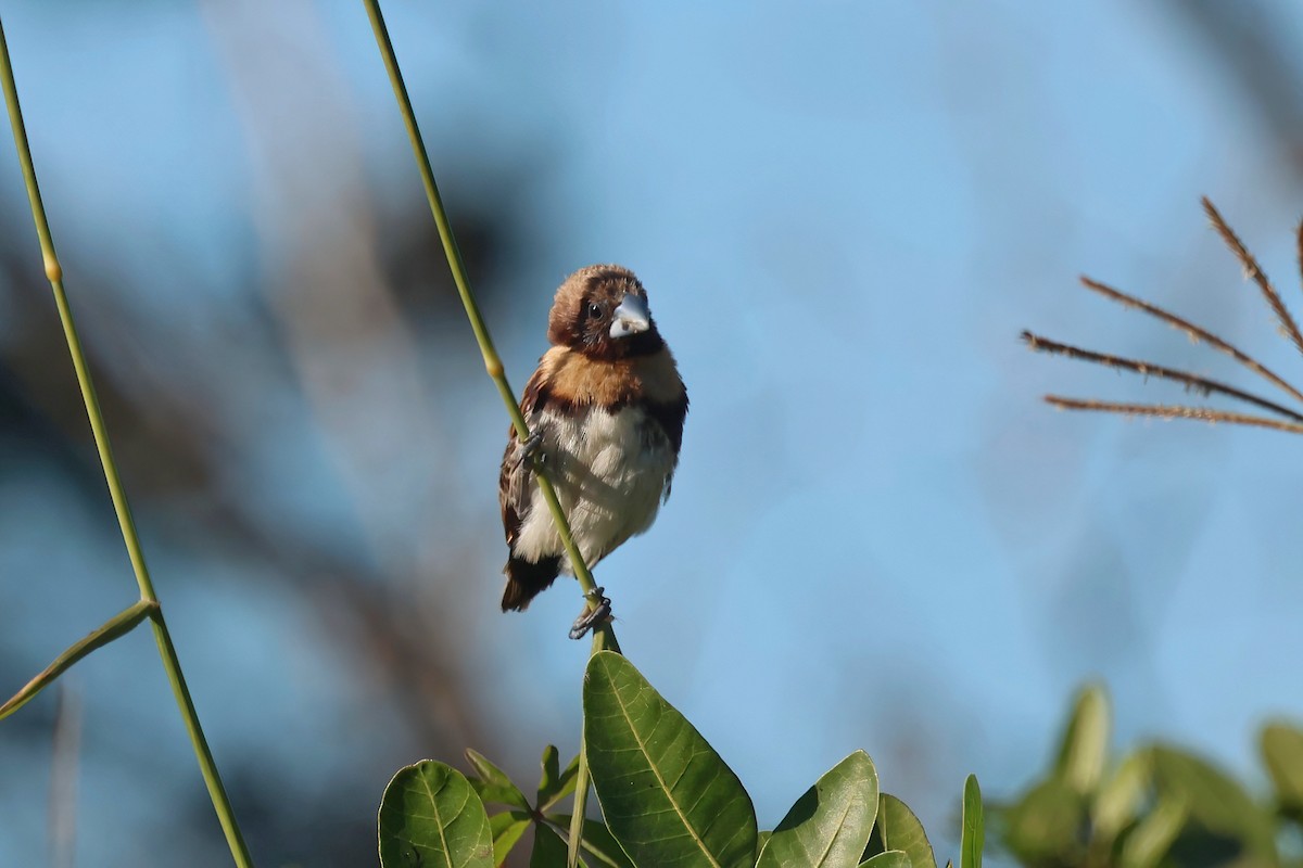 Chestnut-breasted Munia - ML620562464