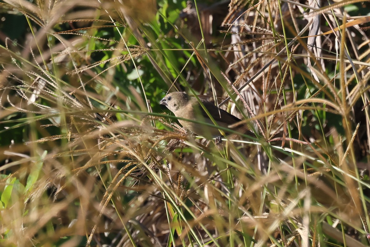 Chestnut-breasted Munia - ML620562465