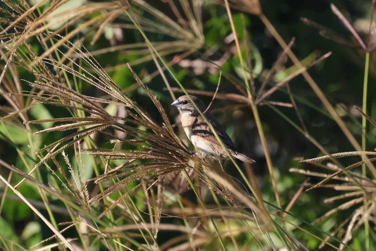 Chestnut-breasted Munia - ML620562467