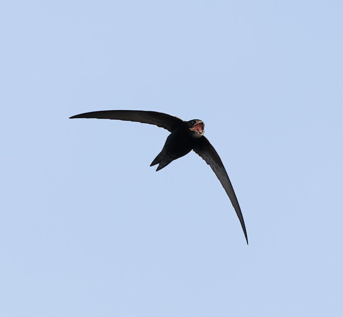 Common Swift - ML620562469