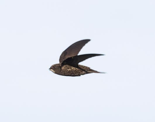 Common Swift - ML620562470