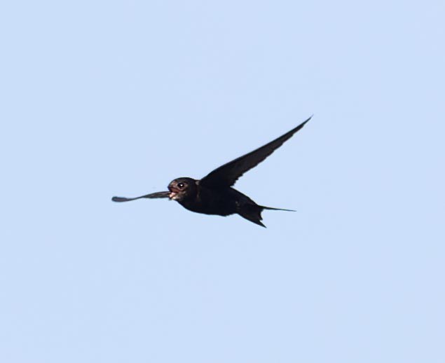 Common Swift - ML620562471