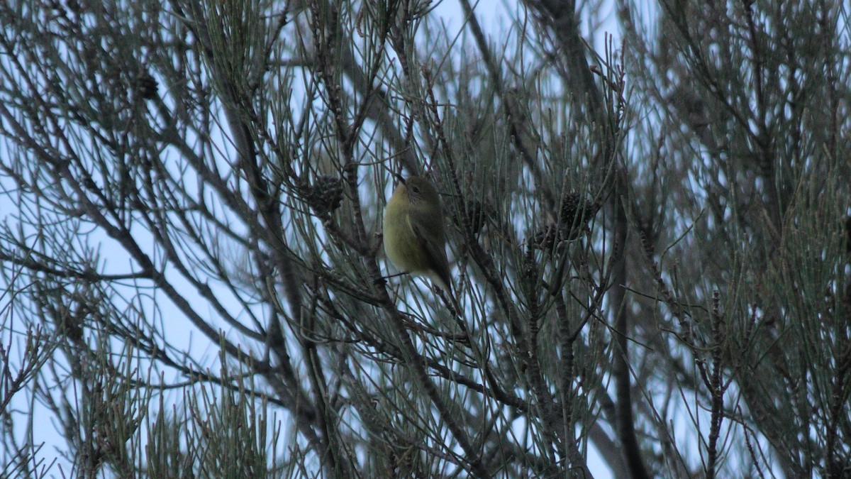 Yellow Thornbill - ML620562472