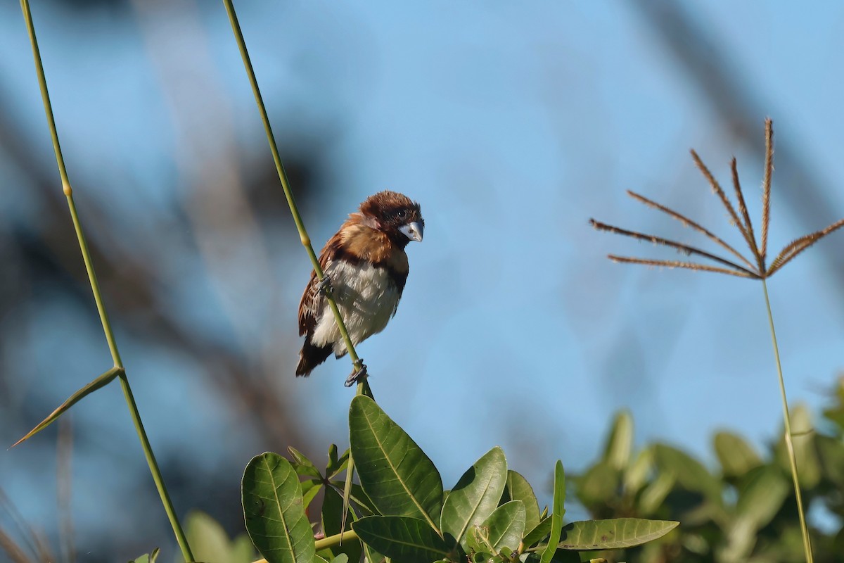 Chestnut-breasted Munia - ML620562473