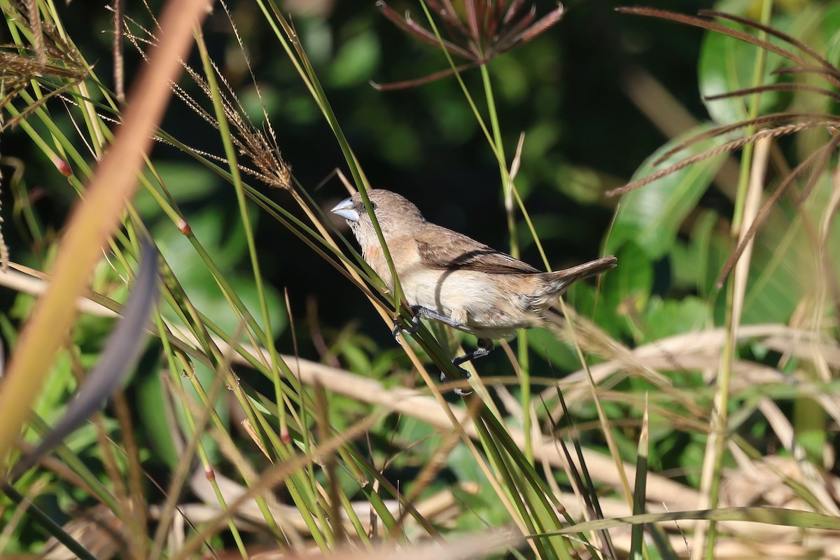 Chestnut-breasted Munia - ML620562475