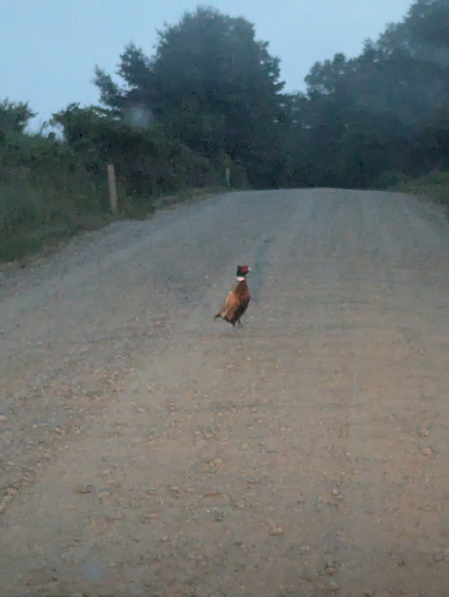 Ring-necked Pheasant - Connor Carnahan