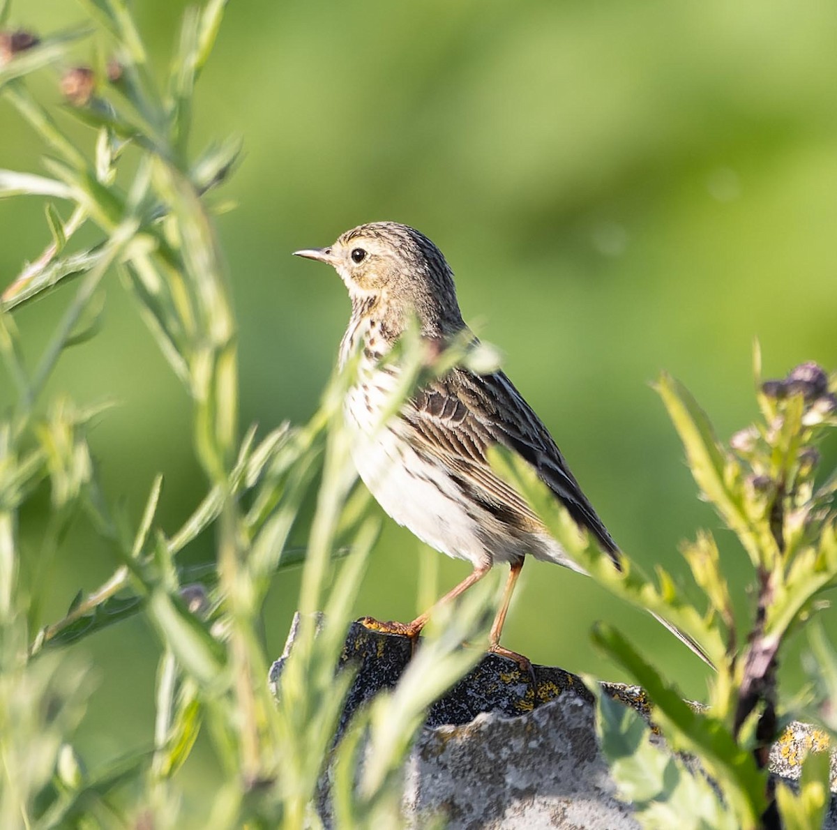 Meadow Pipit - ML620562477