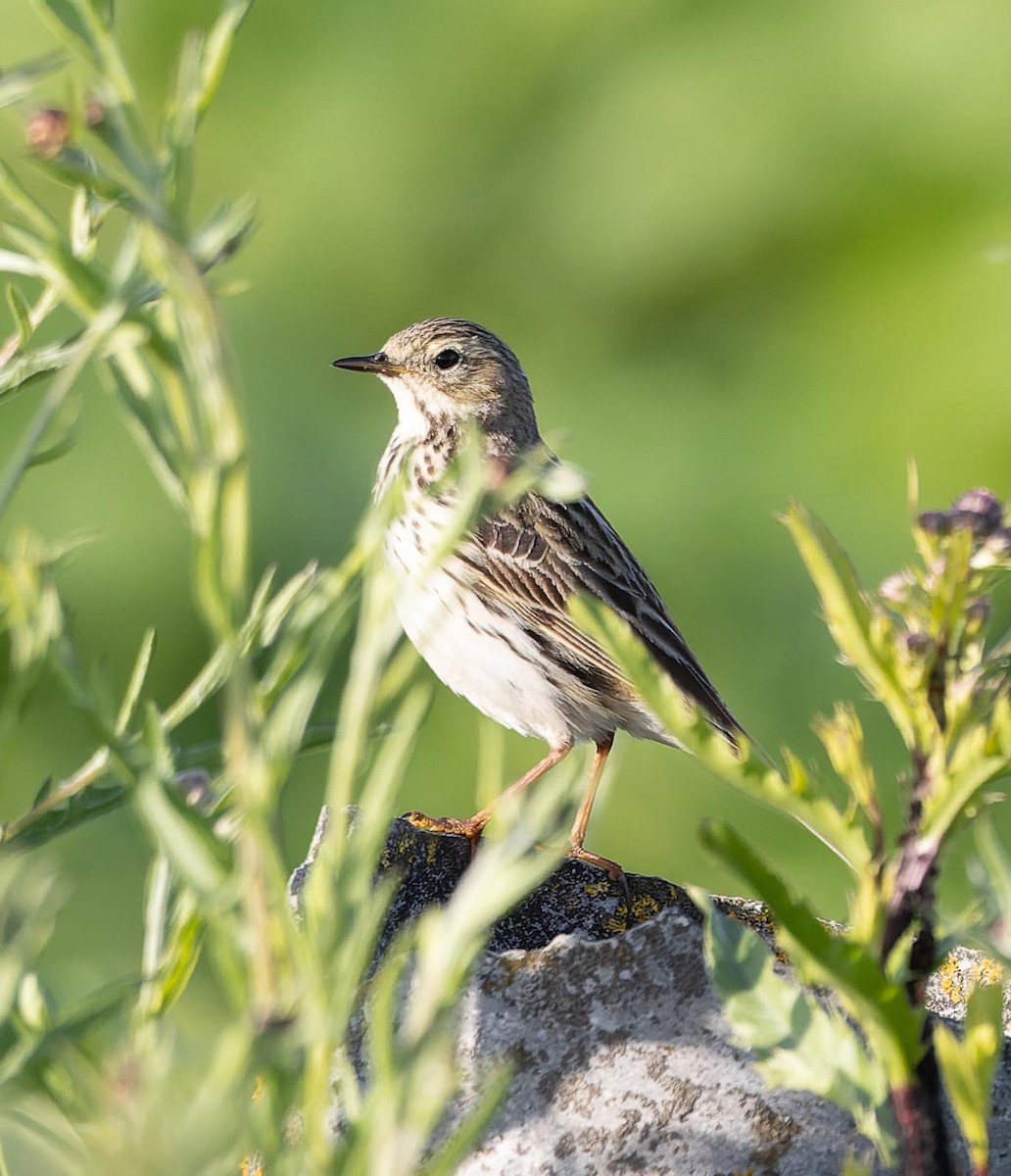 Meadow Pipit - ML620562478