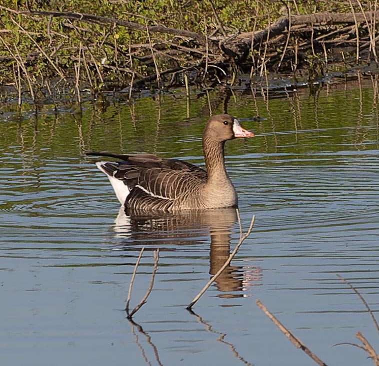 Greater White-fronted Goose - ML620562479