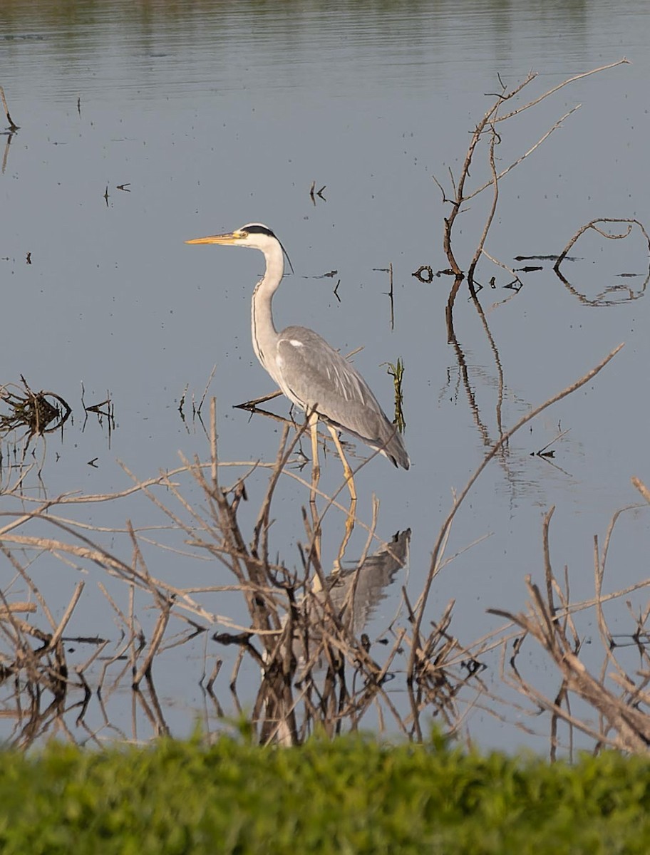 Gray Heron - ML620562482