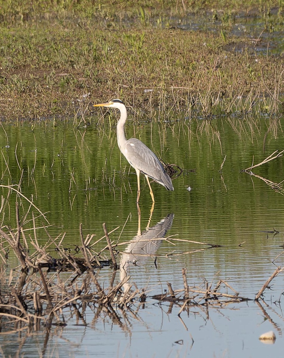 Gray Heron - ML620562483