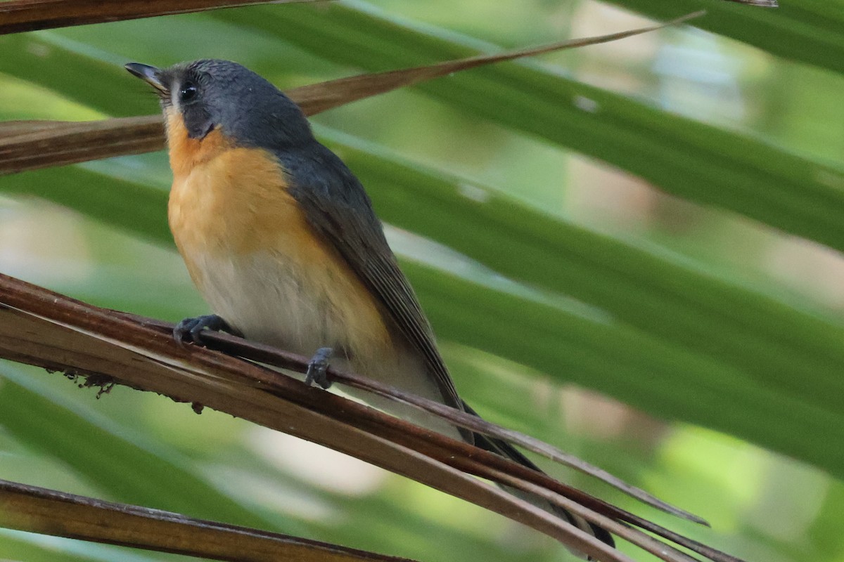 Spectacled Monarch - ML620562484