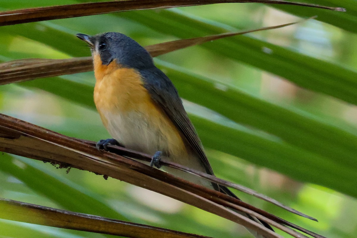 Spectacled Monarch - ML620562486