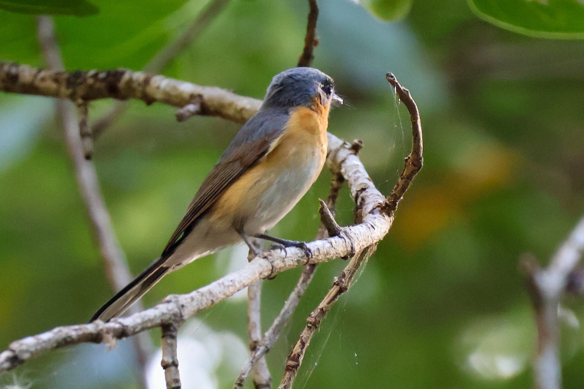 Spectacled Monarch - ML620562487