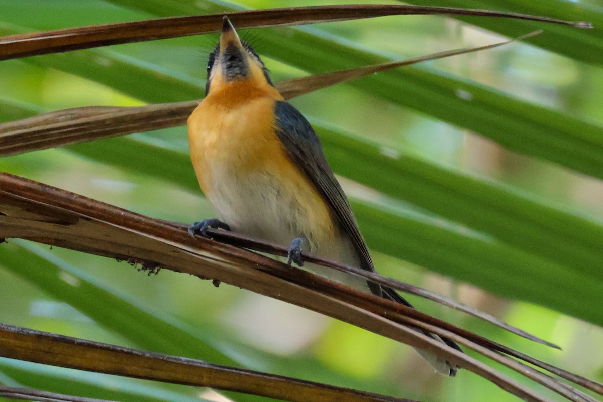 Spectacled Monarch - ML620562488