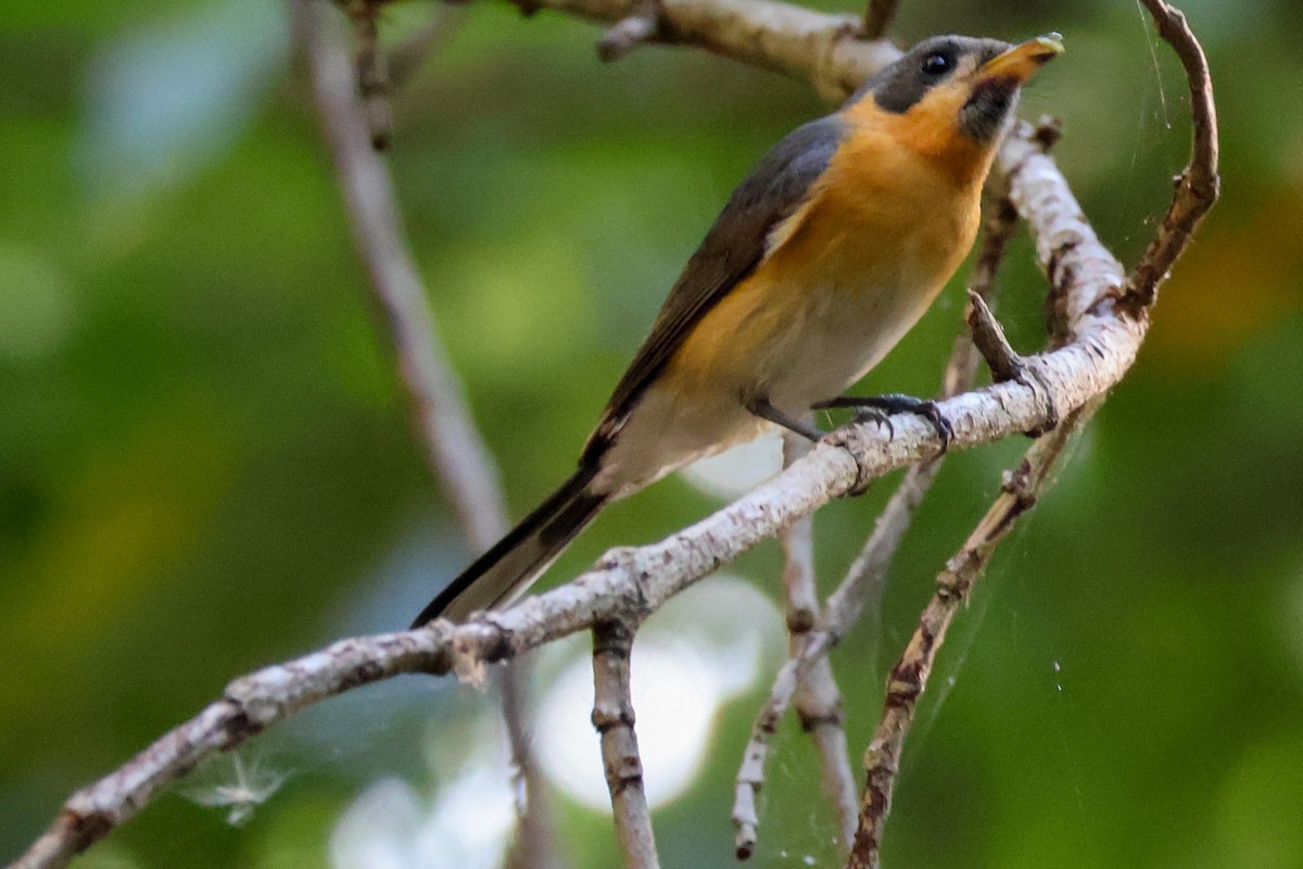 Spectacled Monarch - ML620562489