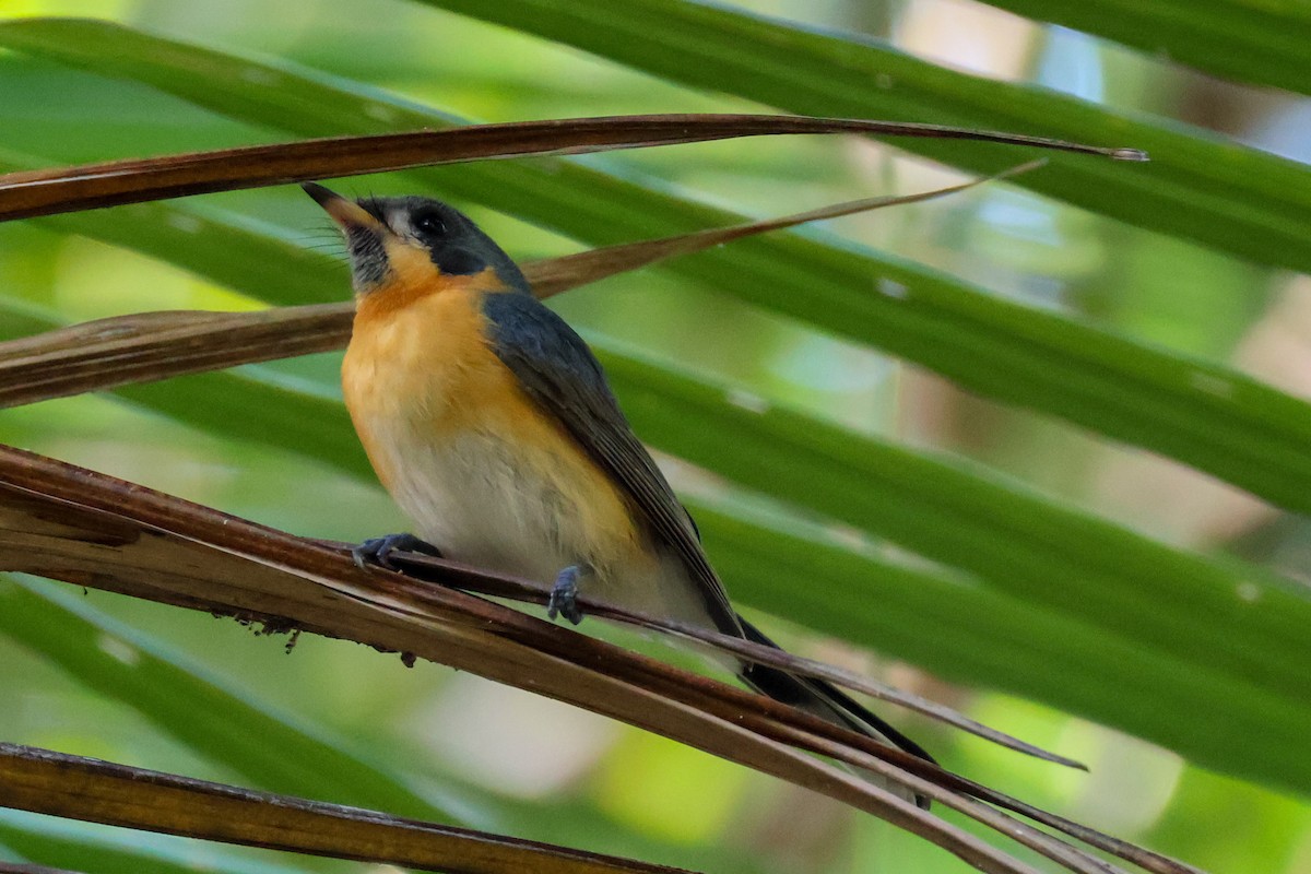 Spectacled Monarch - ML620562490