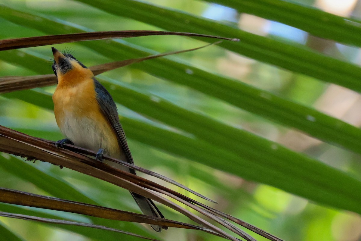 Spectacled Monarch - ML620562491