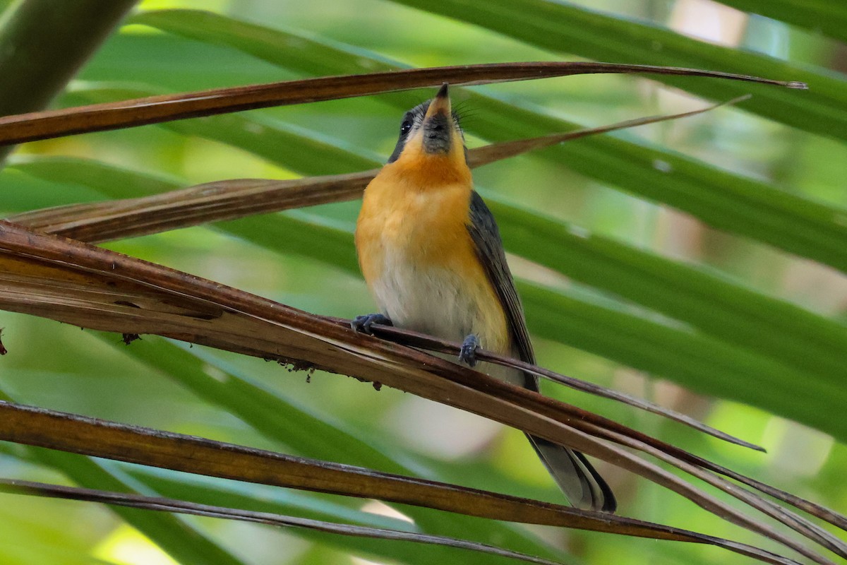 Spectacled Monarch - ML620562492