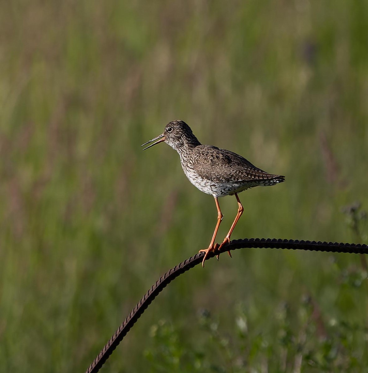 Common Redshank - ML620562494