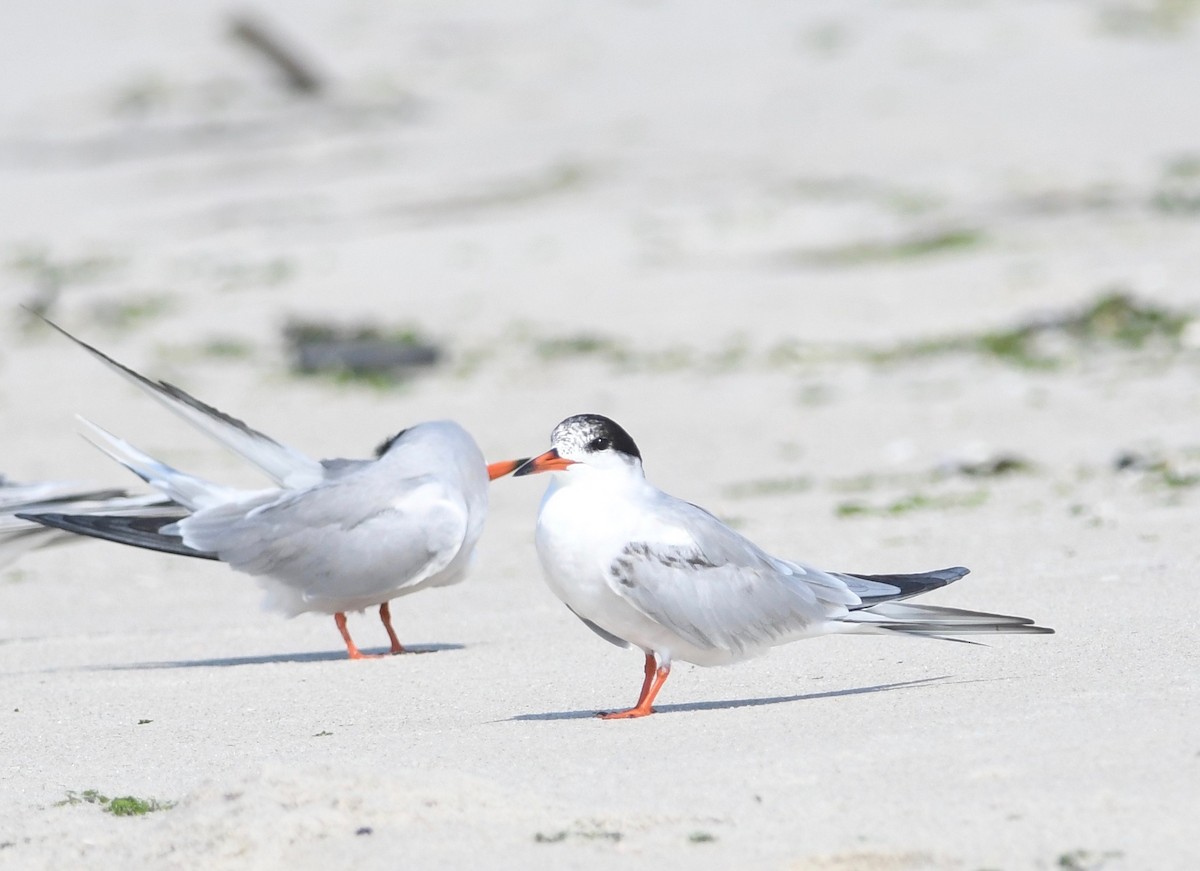 Common Tern - ML620562495