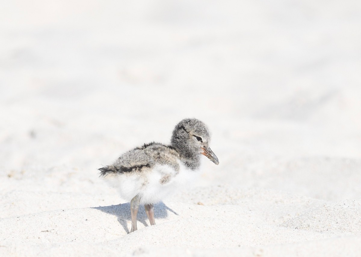 American Oystercatcher - ML620562497