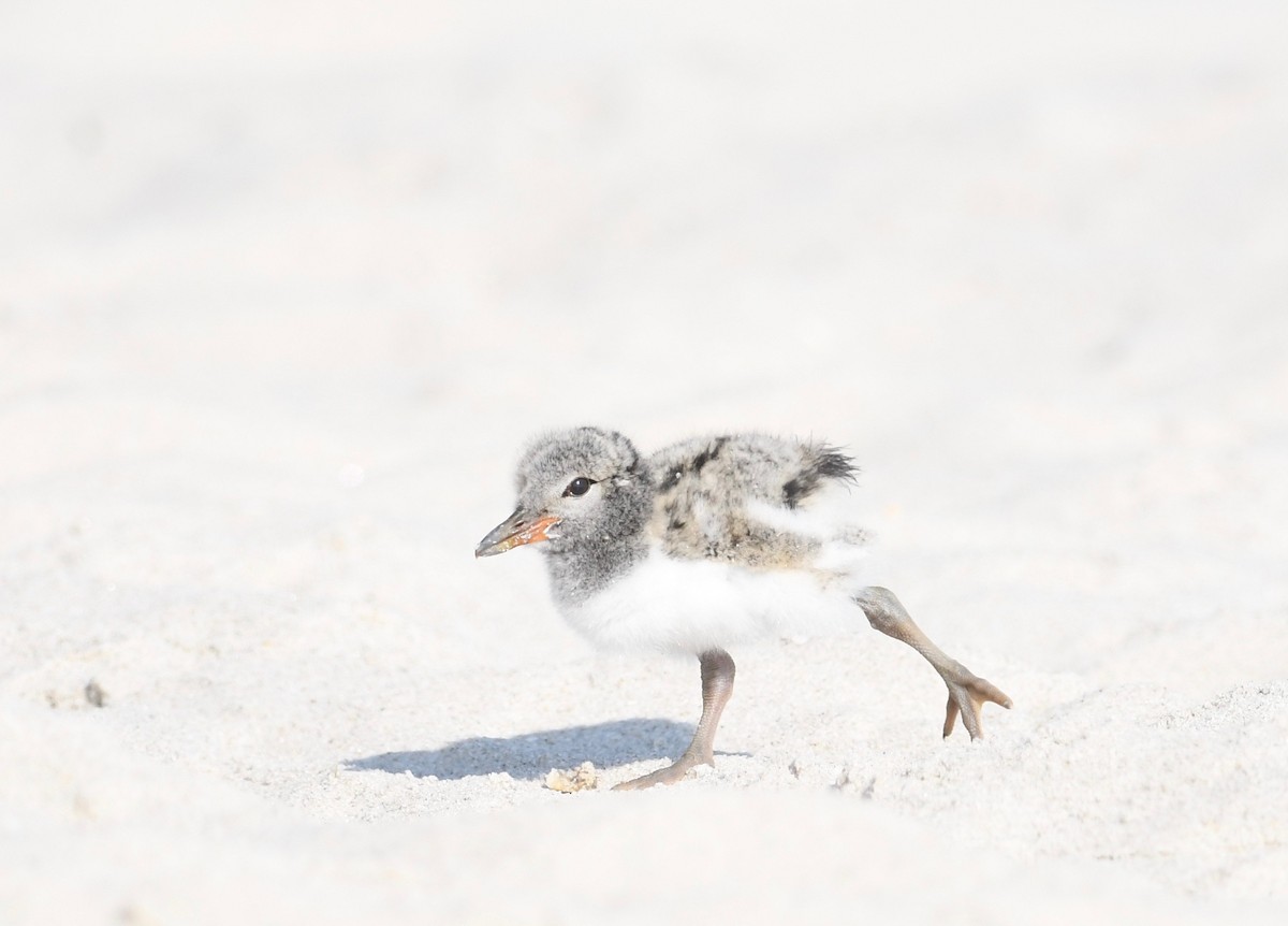 American Oystercatcher - ML620562498