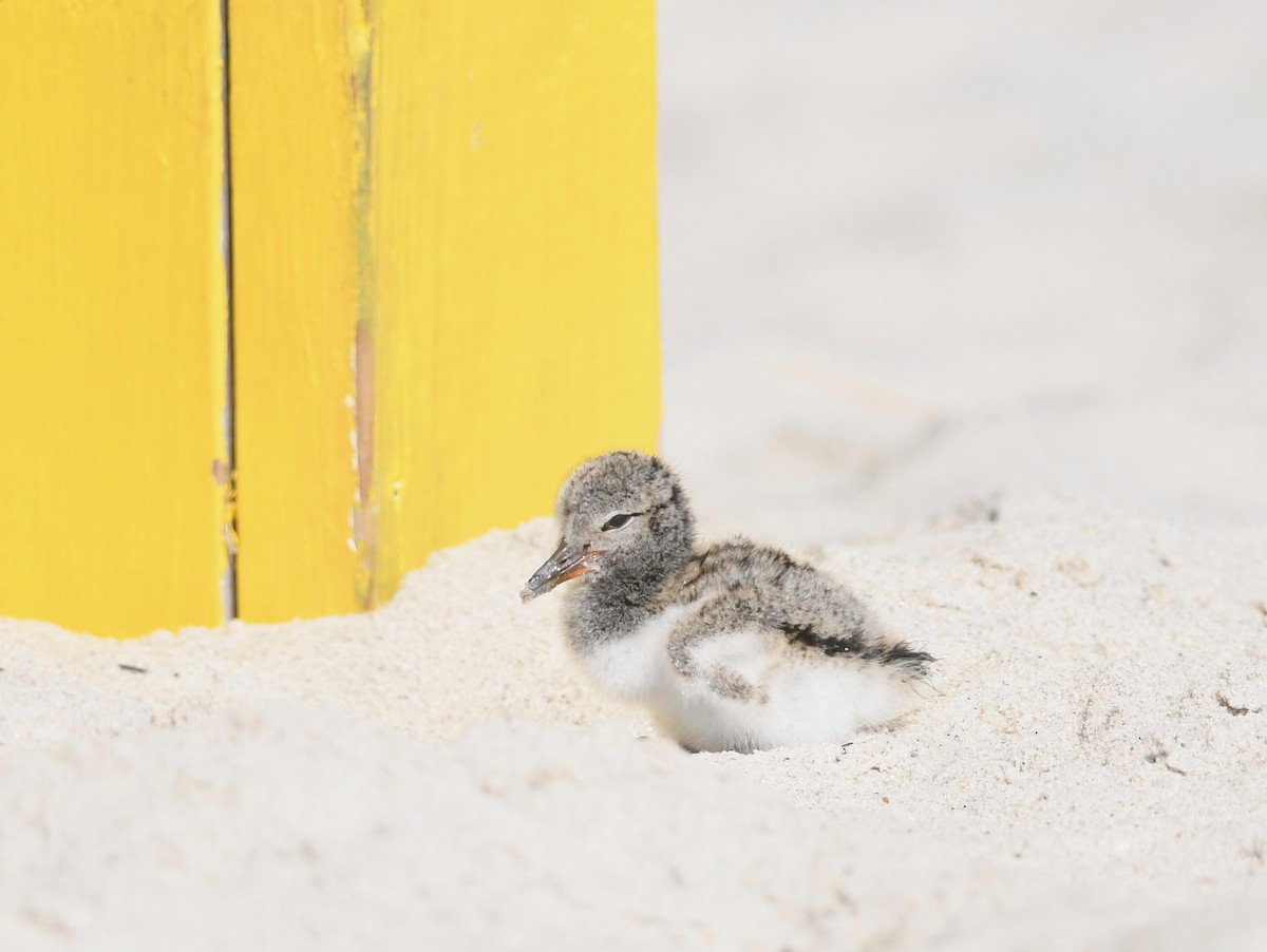 American Oystercatcher - ML620562499