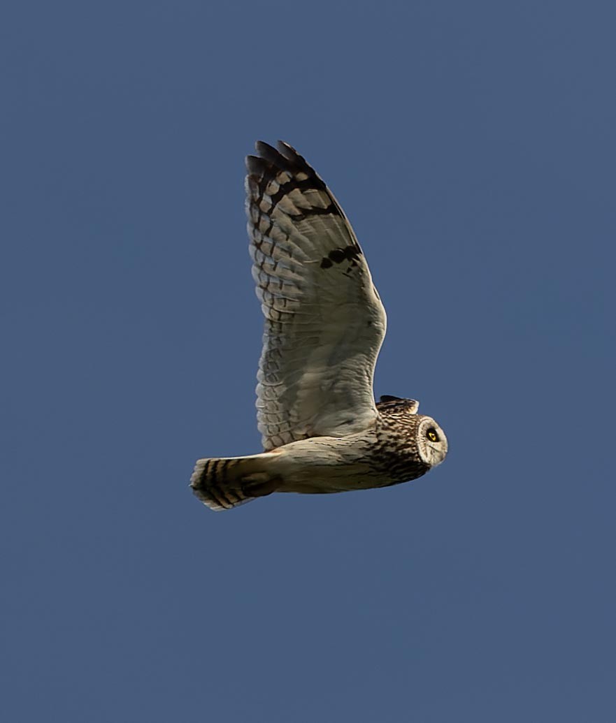 Short-eared Owl - ML620562501