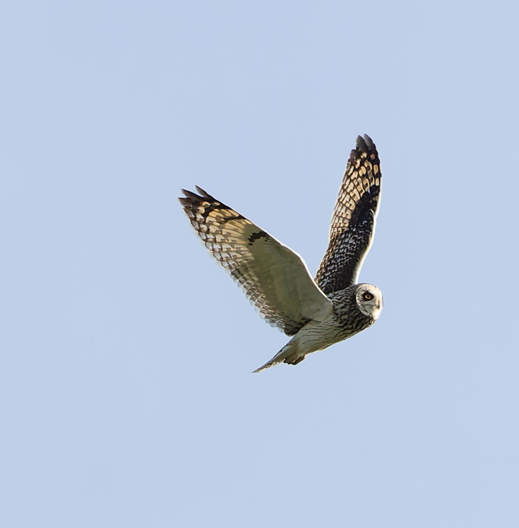 Short-eared Owl - ML620562502