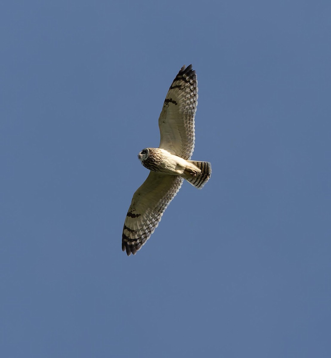 Short-eared Owl - ML620562503