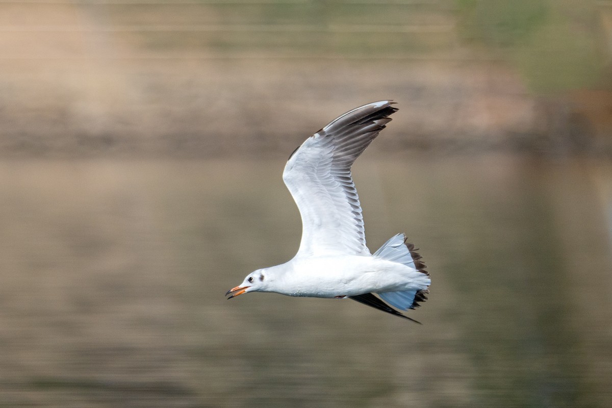 Mouette rieuse - ML620562509