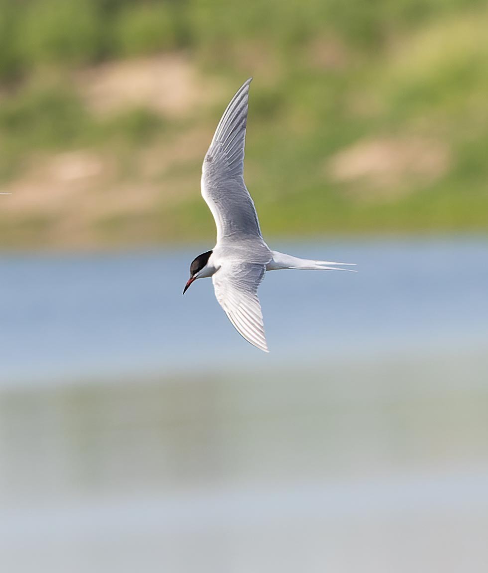 Common Tern - ML620562522