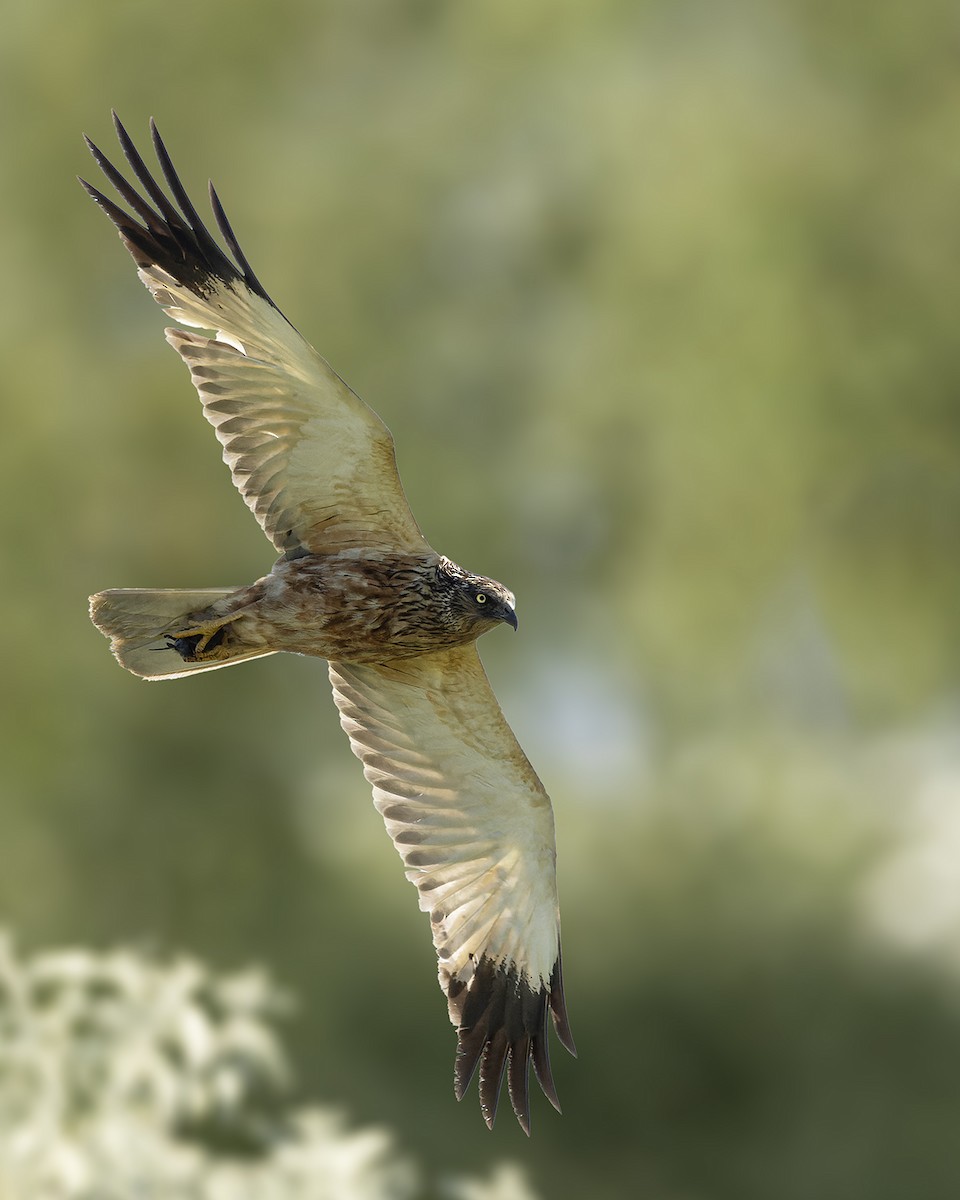 Western Marsh Harrier - ML620562524