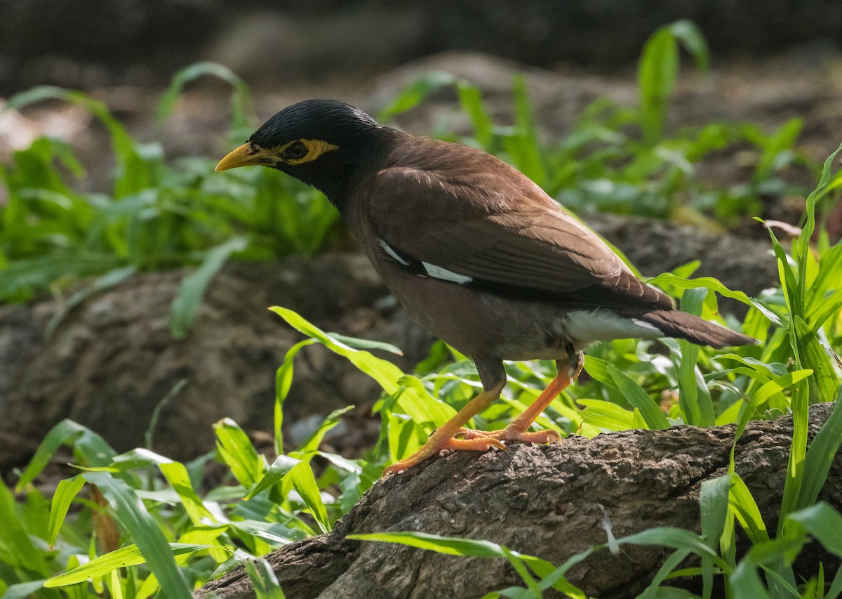 Common Myna - ML620562529