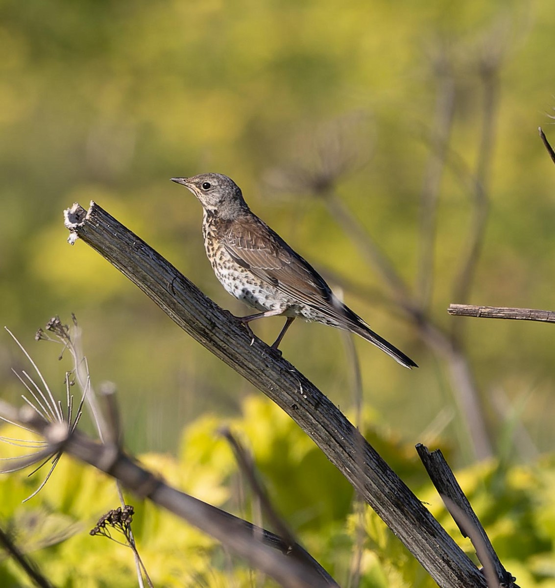 Fieldfare - ML620562549