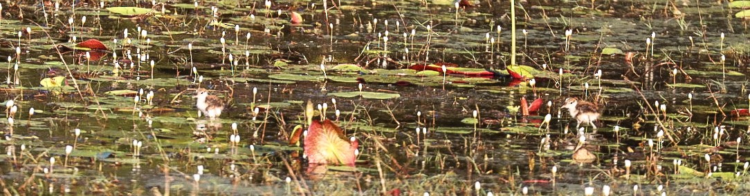 Comb-crested Jacana - ML620562550