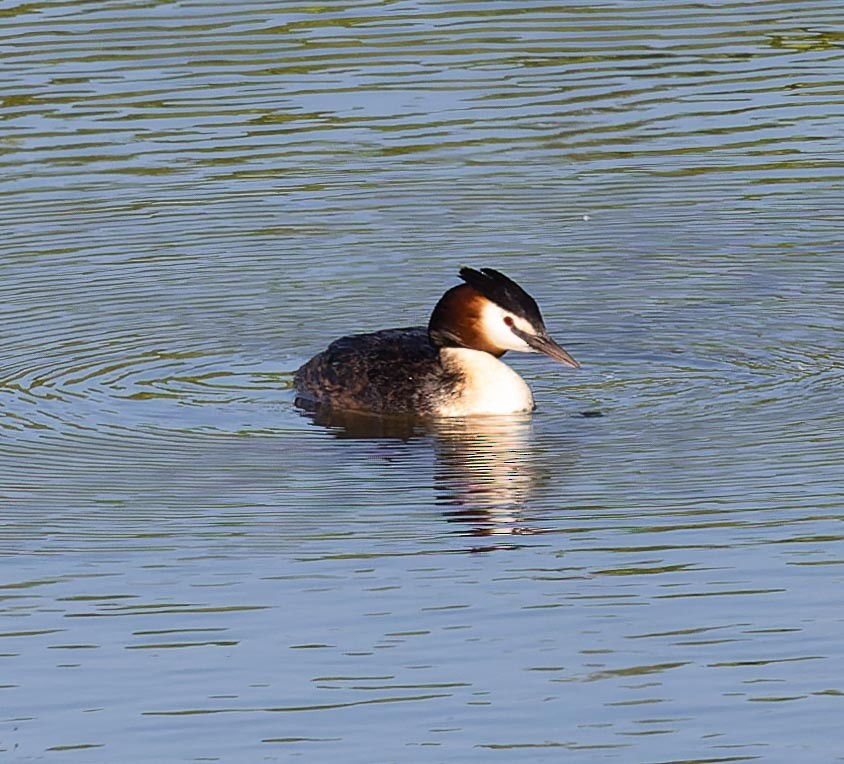 Great Crested Grebe - Sergey Krasnoperov