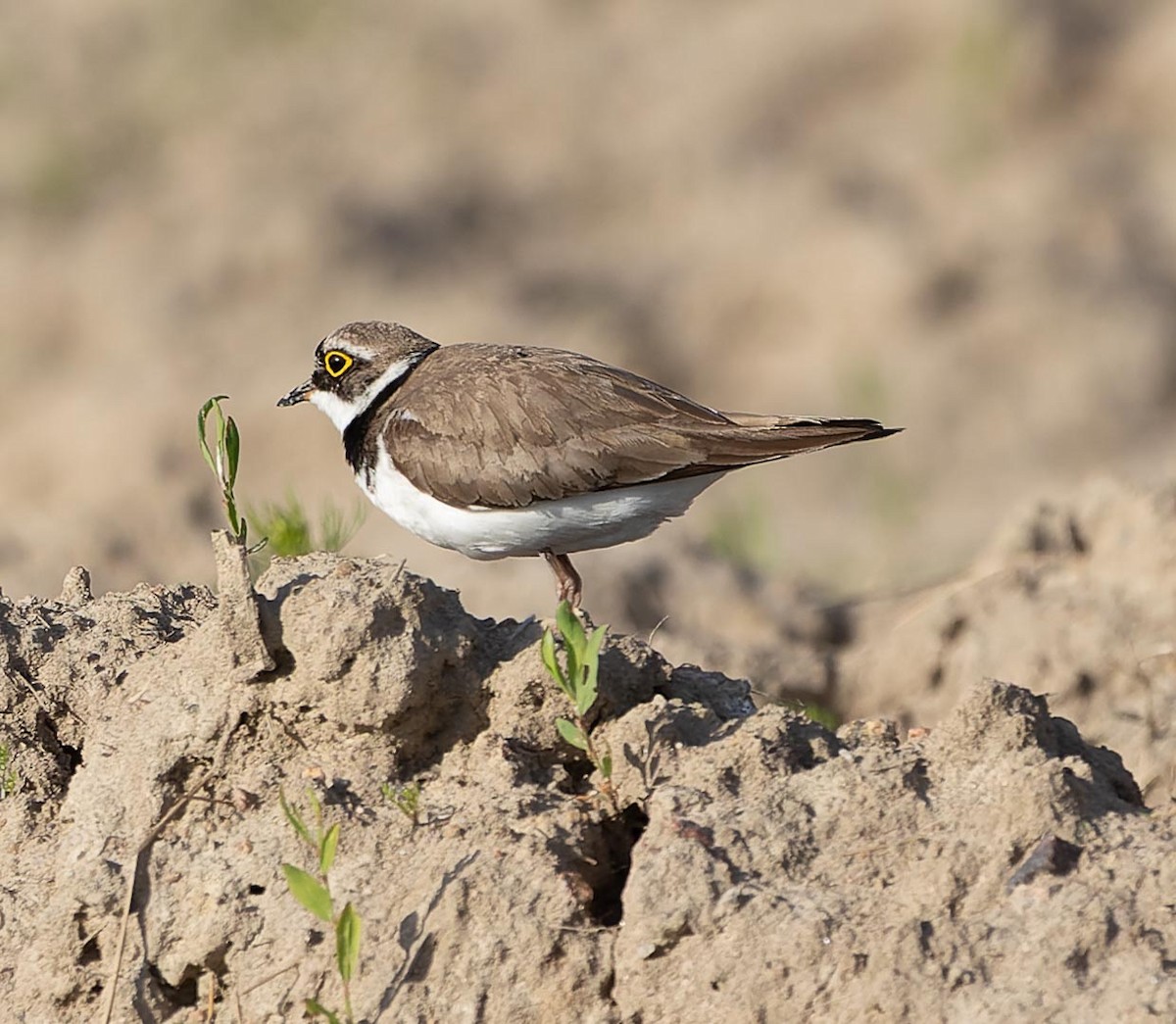 Little Ringed Plover - ML620562553