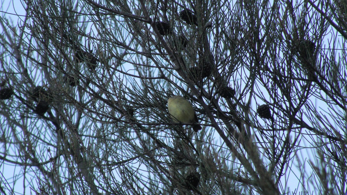 Yellow Thornbill - ML620562556