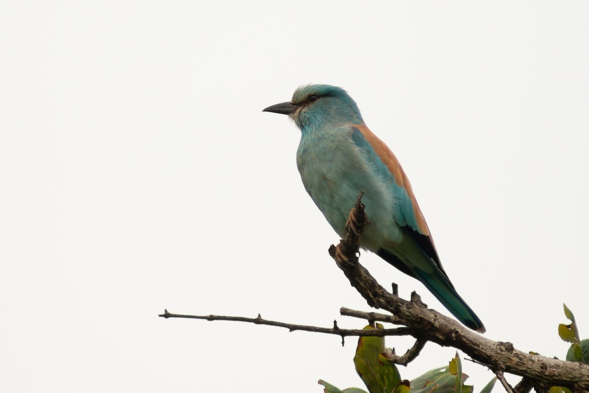 European Roller - ML620562557