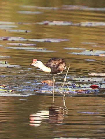 Comb-crested Jacana - ML620562559