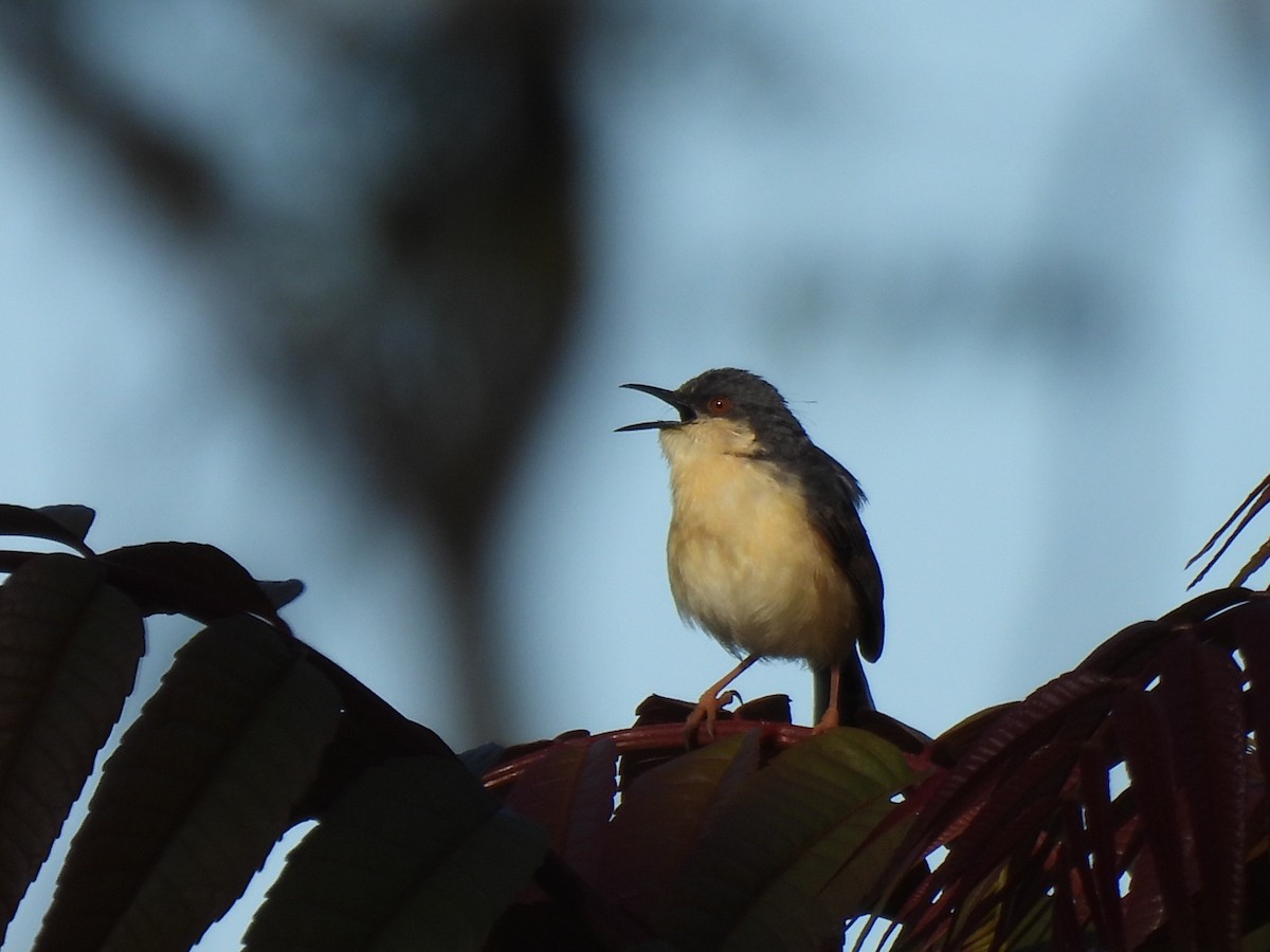 Prinia cendrée - ML620562561