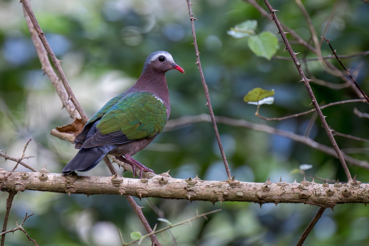 Asian Emerald Dove - ML620562562