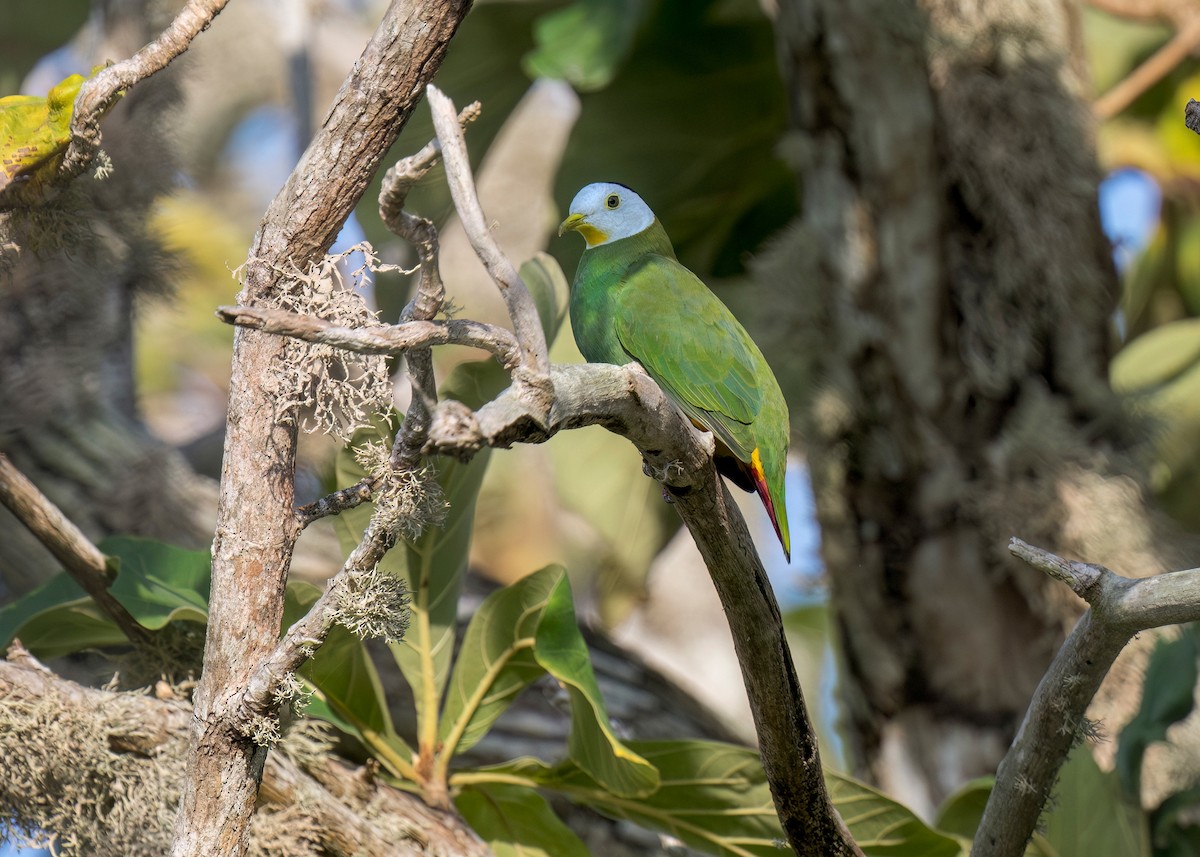 Black-naped Fruit-Dove - ML620562563