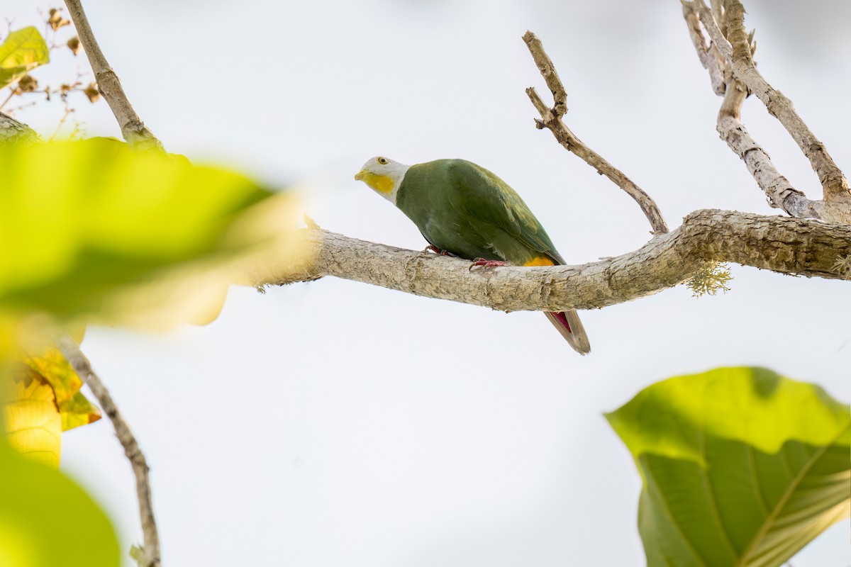 Black-naped Fruit-Dove - ML620562564