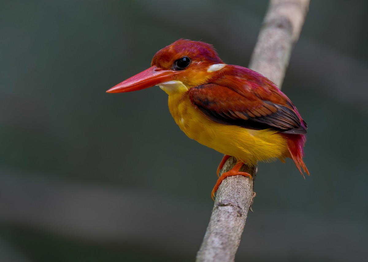 Rufous-backed Dwarf-Kingfisher - ML620562566