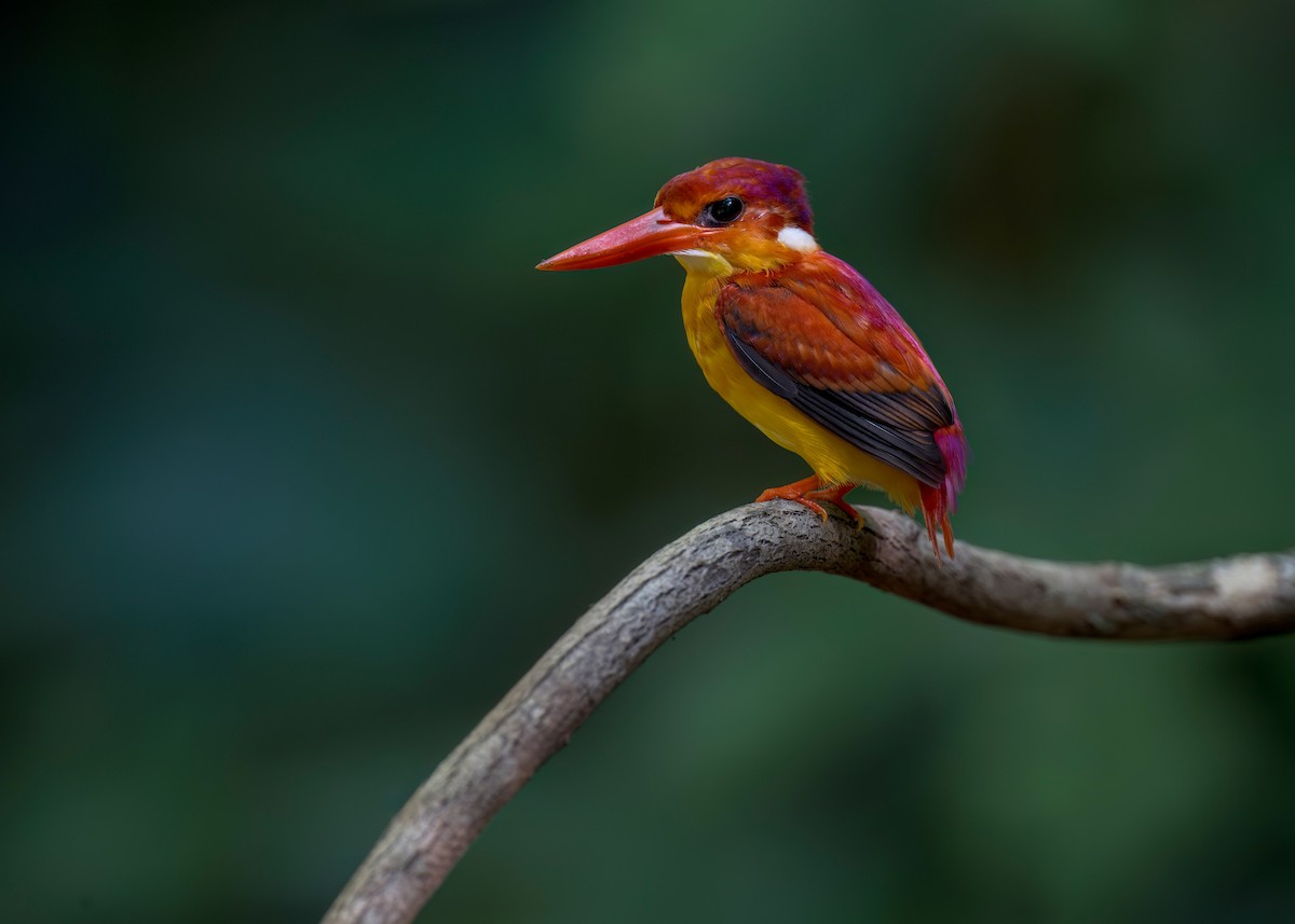 Rufous-backed Dwarf-Kingfisher - ML620562568