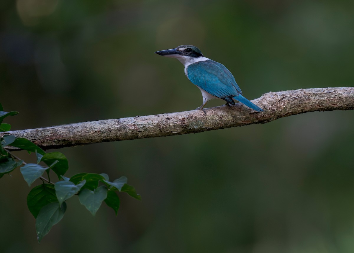 Collared Kingfisher - ML620562569