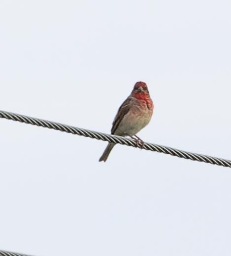 Common Rosefinch - ML620562573